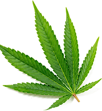 makhana exporters in chennai